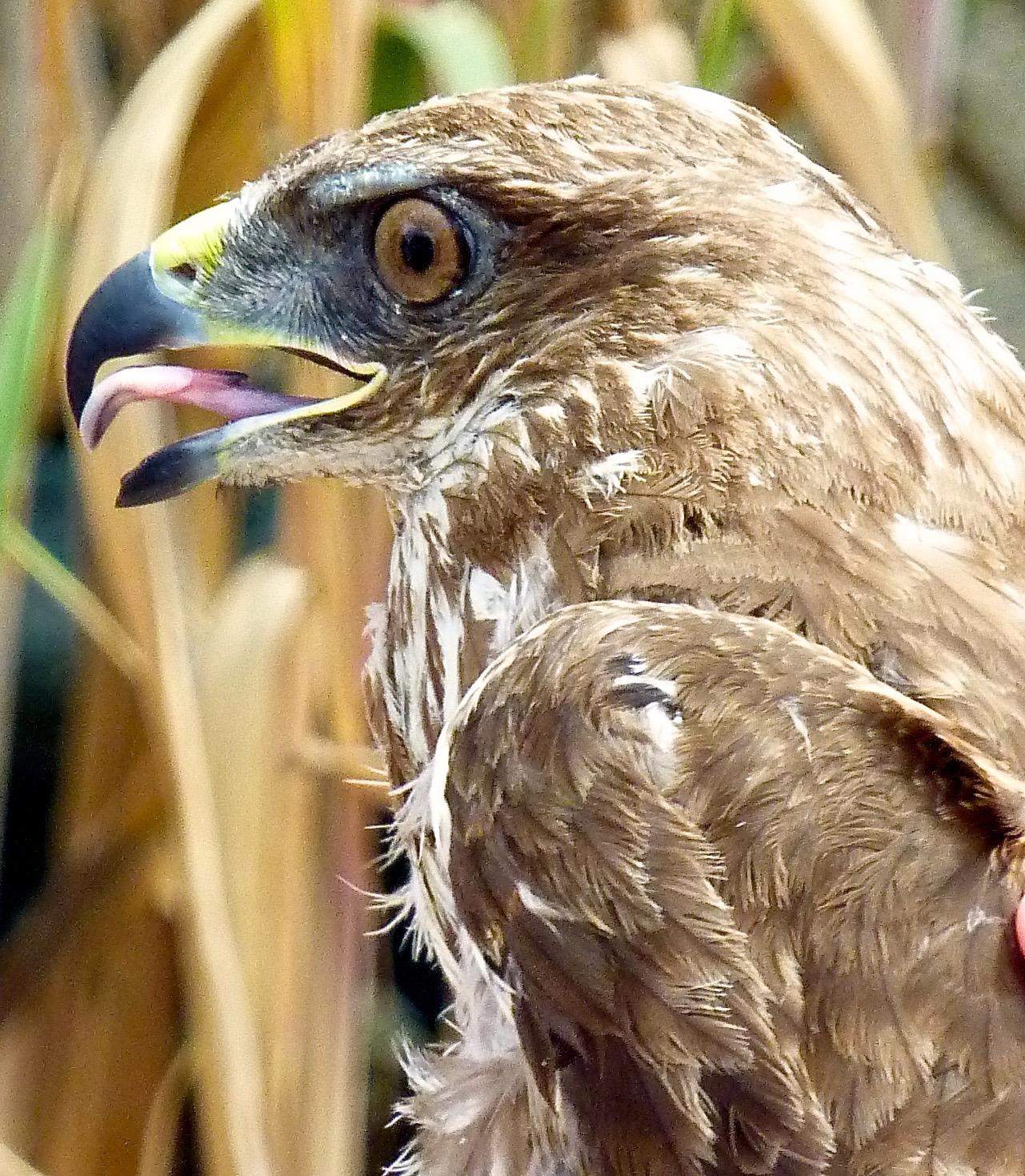 Close up of a Buzzard just before its release Close up of a Buzzard just before its release