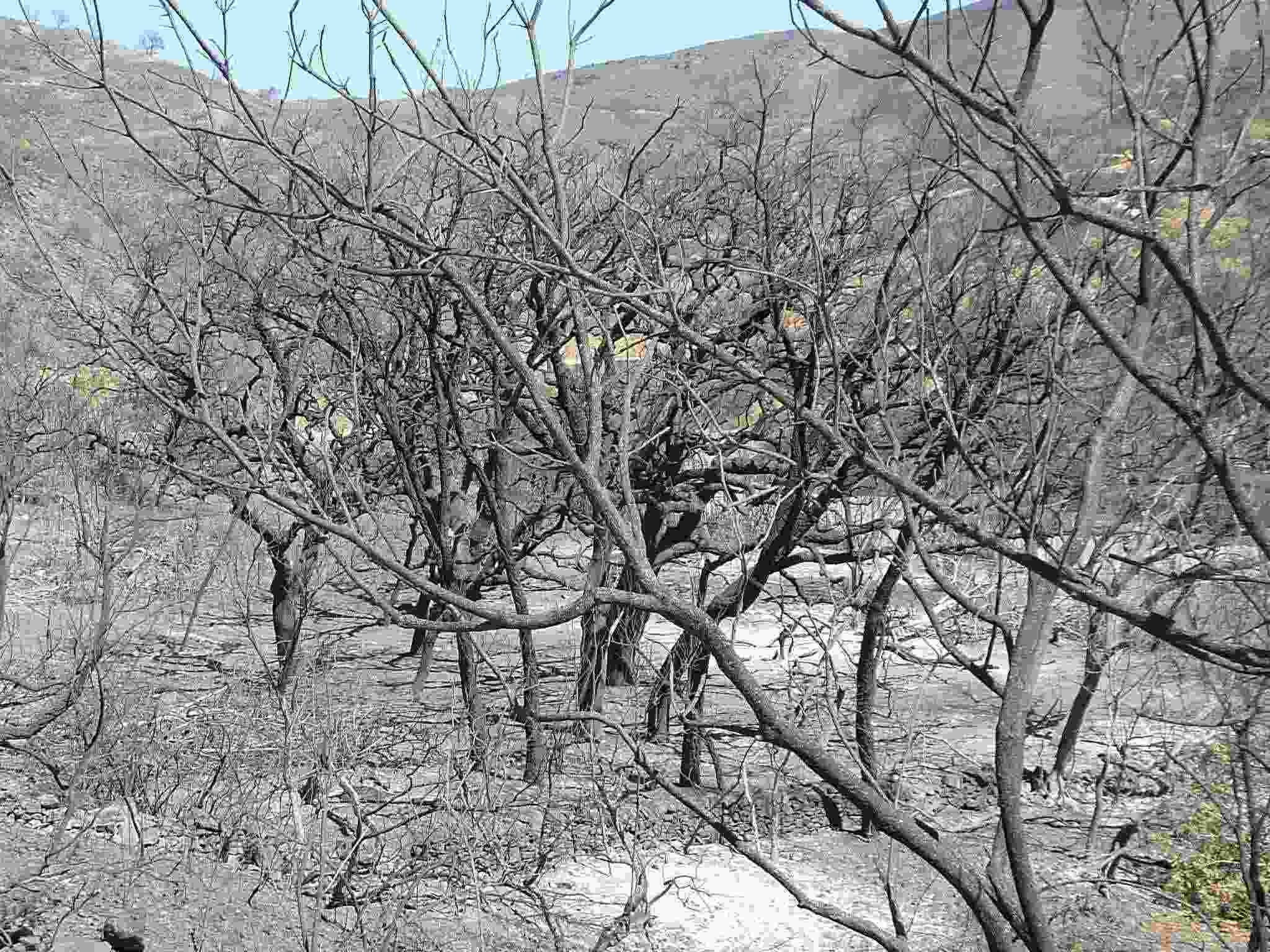 Dead Trees in the Valley Dead Trees in the Valley